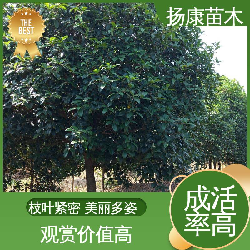 扬康苗木 基地供应 河 南桂花 公园景区装饰露地盆栽 高端大气美观