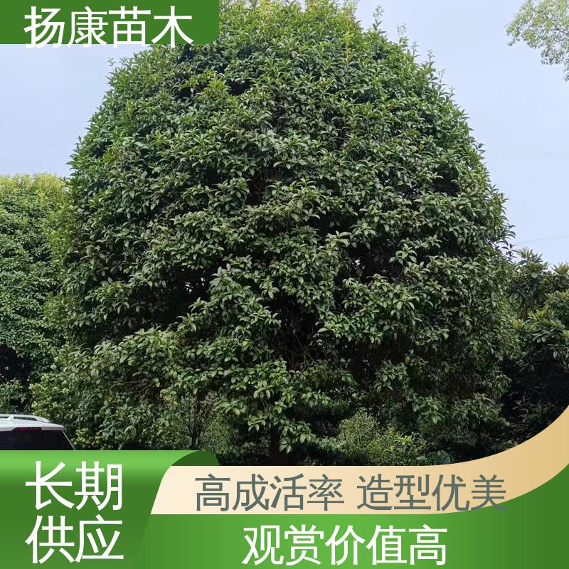 扬康苗木 基地供应 22公分桂花 绿化工程行道树 精致美丽 易成活