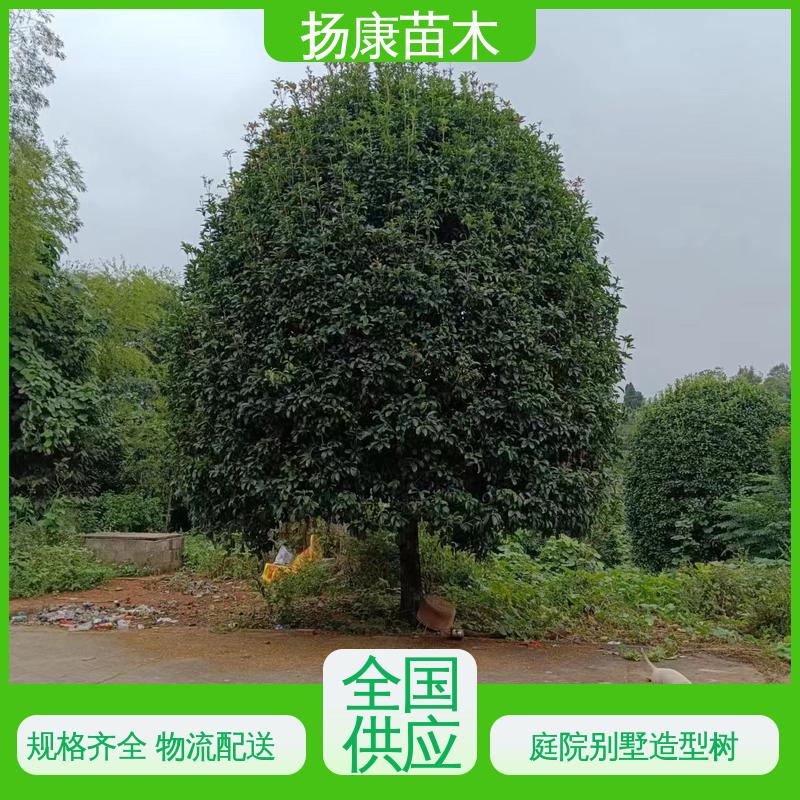 扬康苗木 基地供应 四 川桂花 园林绿化工程设计 高成活率 规格齐全