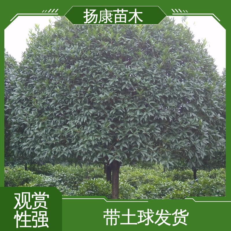扬康苗木 基地供应 精品桂花 园林绿化专用树 环境适应性强