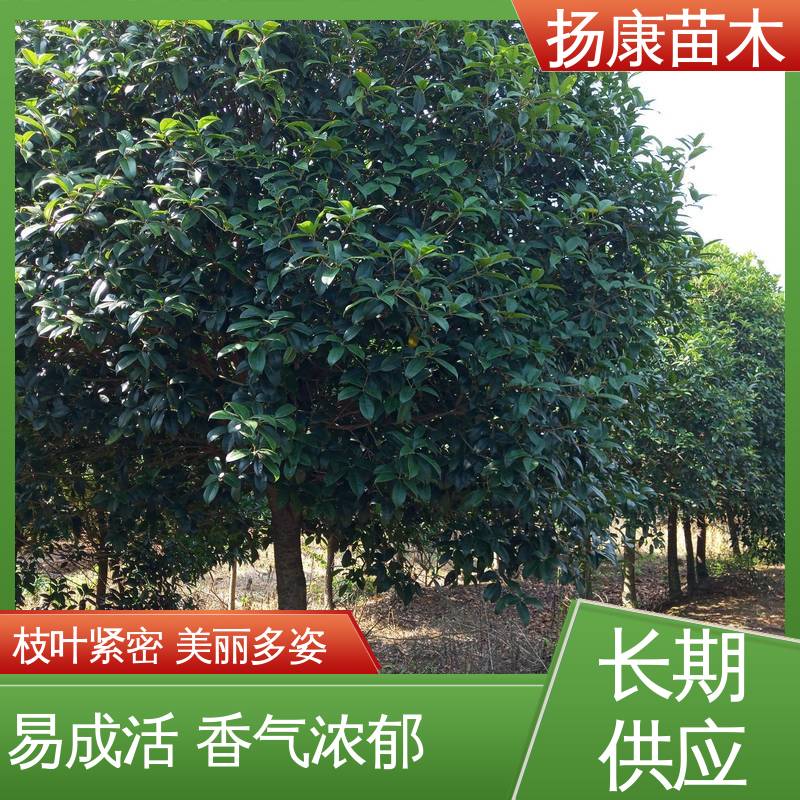 扬康苗木 10公分袋 绿化工程专用苗 优质绿植 规格齐全