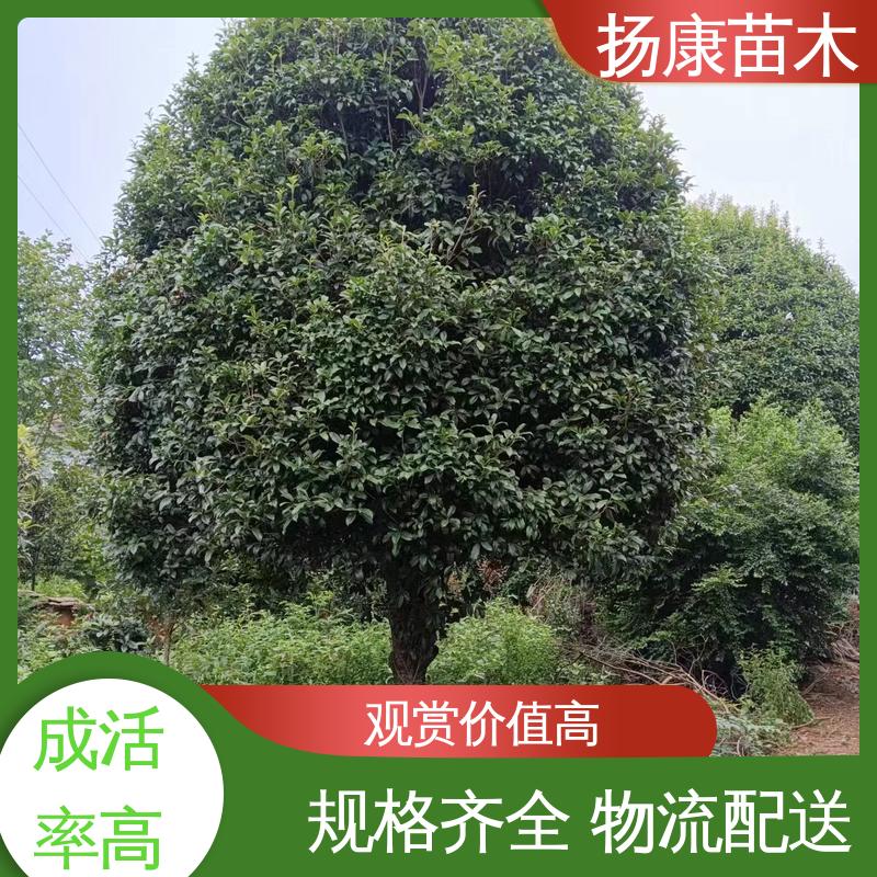 扬康苗木 20公分开楼 园林绿化专用树 枝叶紧密 美丽多姿