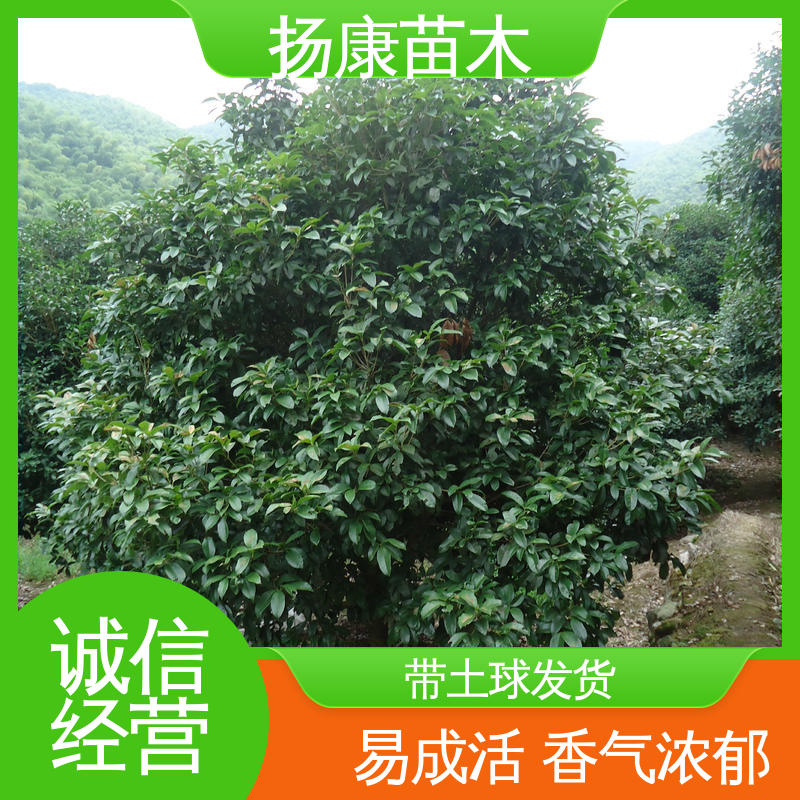 扬康苗木 基地供应 22公分桂花 绿化工程专用苗 造型优美 易成活