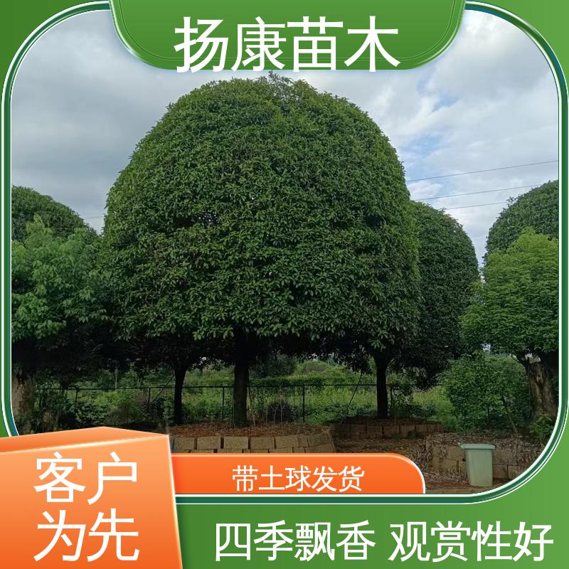 扬康苗木 基地供应 15公分桂花 庭院别墅景观树 环境适应性强