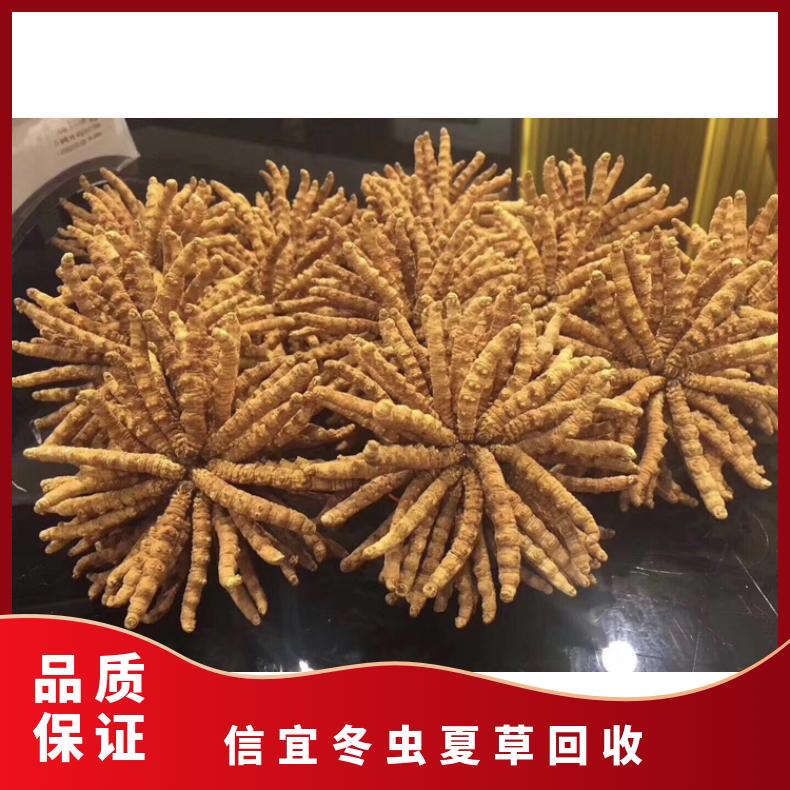 信宜冬虫夏草回收商行 长期高价回收虫草燕窝海参茅台酒洋酒红酒