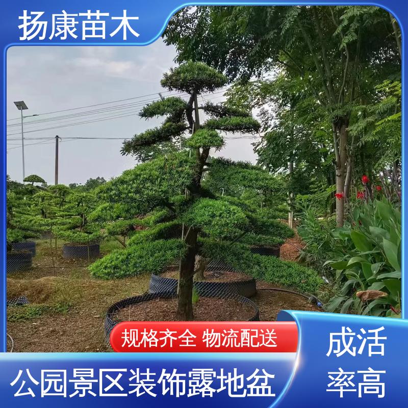扬康苗木 12公分罗汉松 城市景观绿化树 精致美丽 易成活