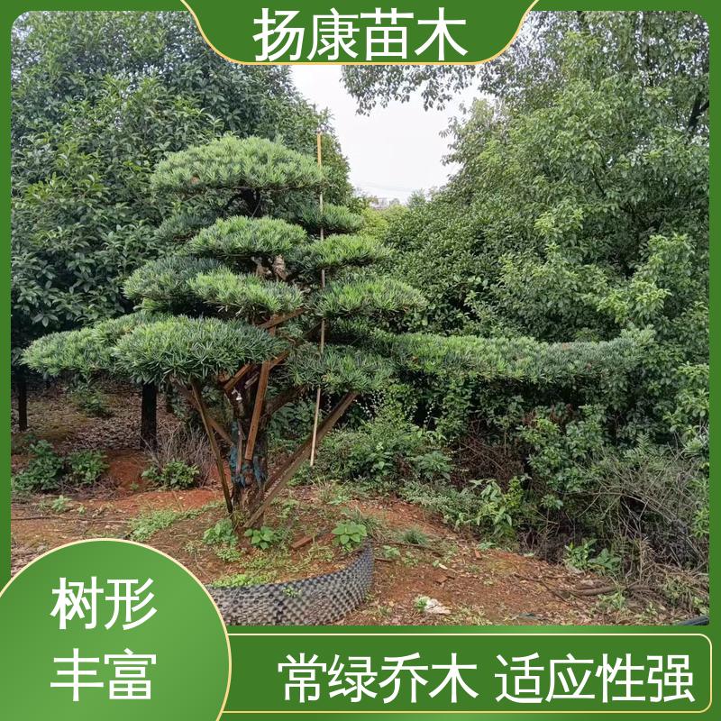 扬康苗木 湖 南罗汉松 庭院小区绿化造景树 枝叶紧密 美丽多姿