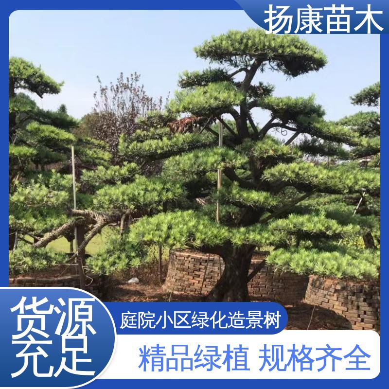 扬康苗木 基地供应 四 川罗汉松 精致美丽 易成活