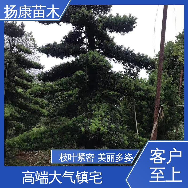 扬康苗木 基地供应 湖 南罗汉松 道路绿化色块苗 高成活率 规格齐全