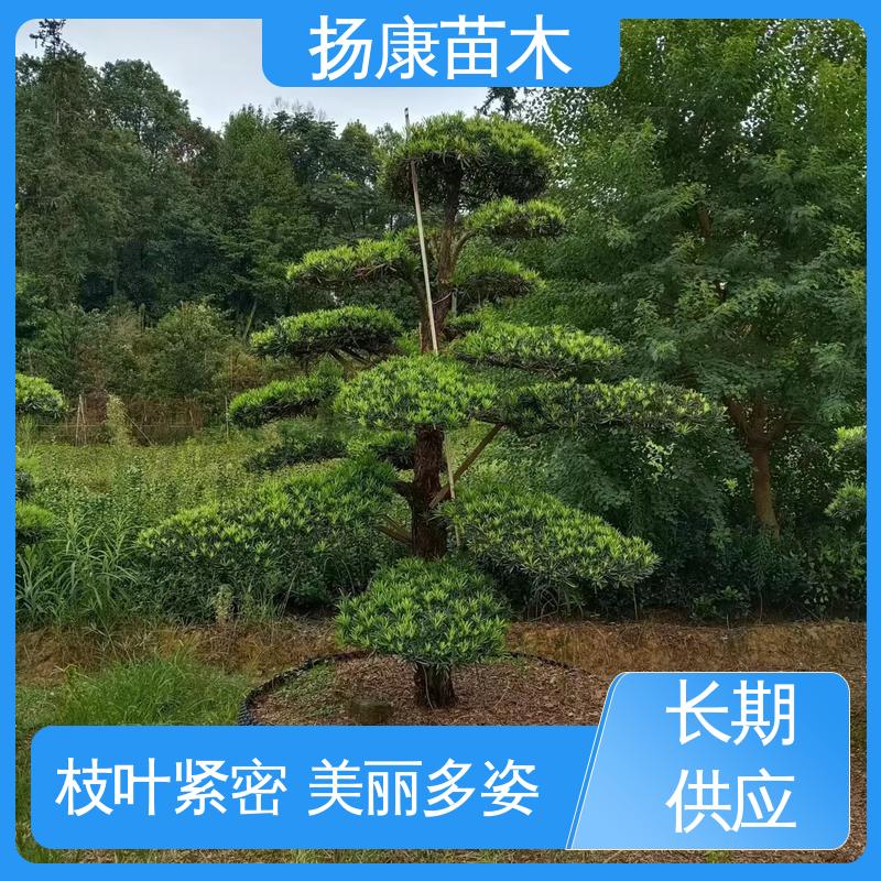 扬康苗木 基地供应 浙 江罗山松 道路绿化色块苗 树形优美 四季常绿