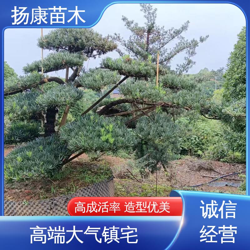 扬康苗木 四 川罗汉松 园林绿化专用树 枝叶紧密 美丽多姿