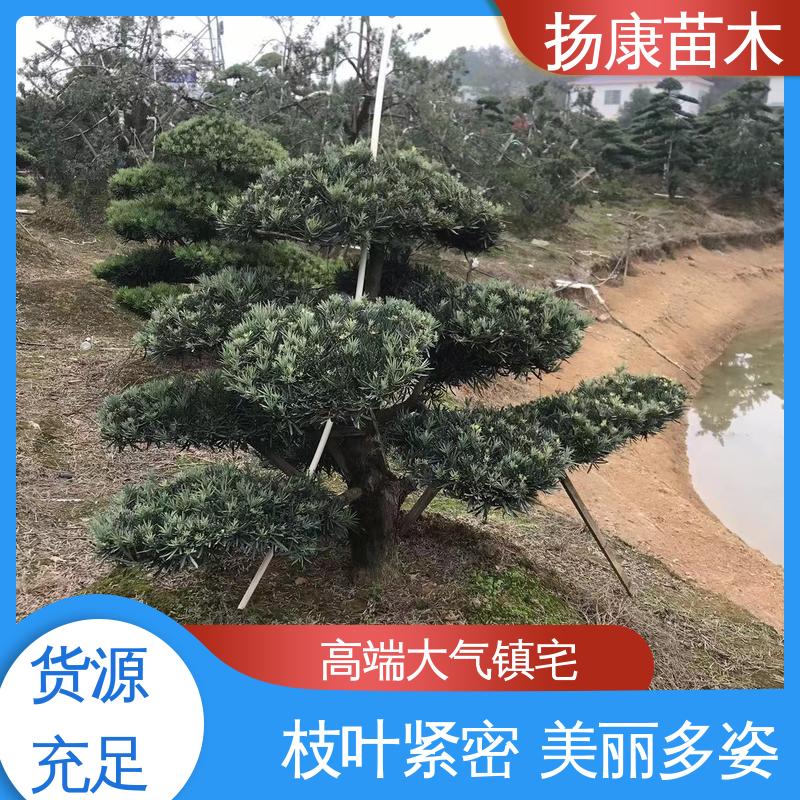 扬康苗木 基地供应 30公分罗汉松 园林庭院造景植物 观赏价值高