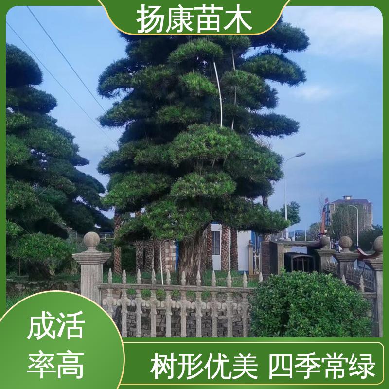 扬康苗木 基地供应 16公分罗汉松 庭院别墅造景树 常绿乔木 适应性强