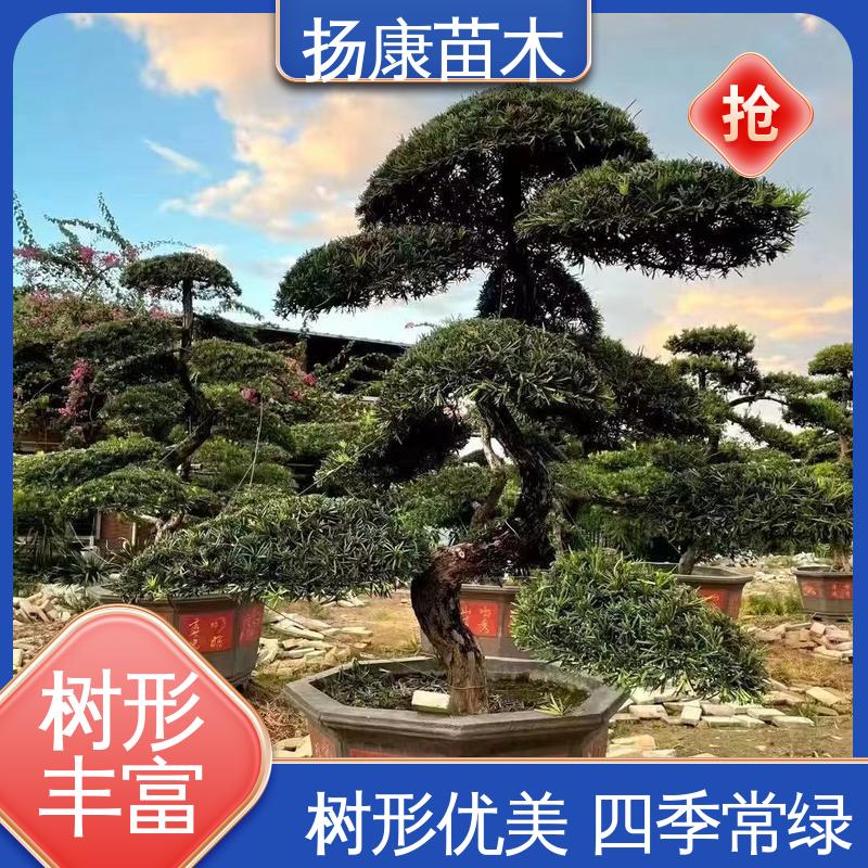 扬康苗木 基地供应 罗汉松盆景 庭院别墅造景树 精致美丽 易成活