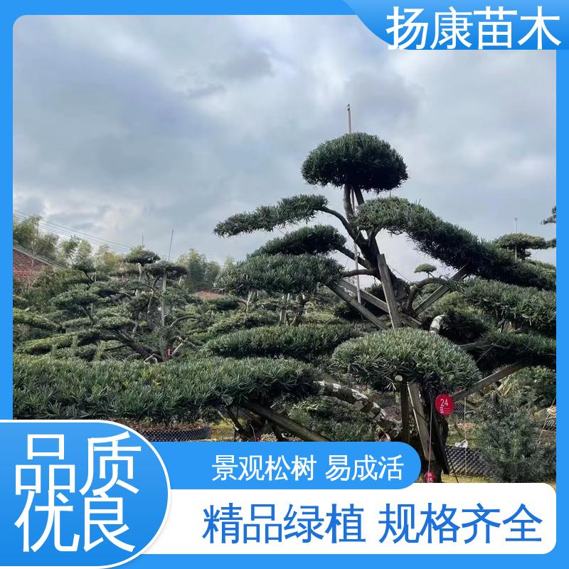 扬康苗木 基地供应 12公分罗汉松 庭院别墅标配 精致美丽 易成活