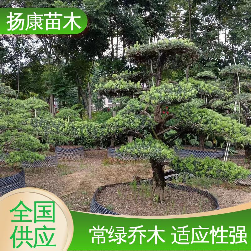 扬康苗木 斜票风罗松 公园景区装饰露地盆栽 树形优美 四季常绿
