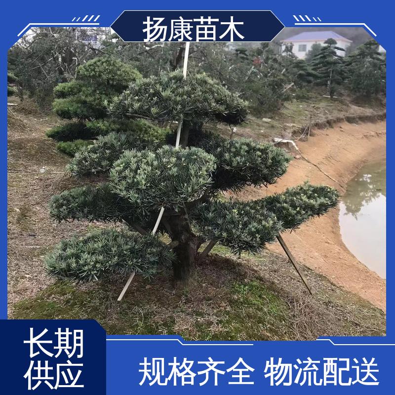 扬康苗木 25公分罗汉松 园林绿化专用树 高端大气镇宅