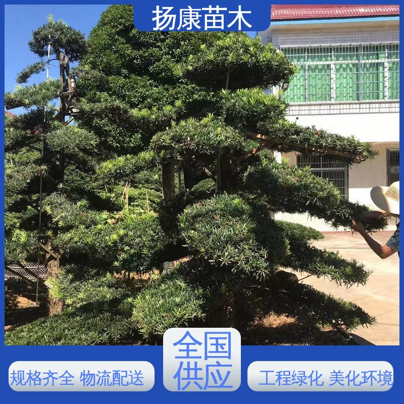 扬康苗木 基地供应 30公分罗汉松 道路绿化色块苗 常绿乔木 适应性强