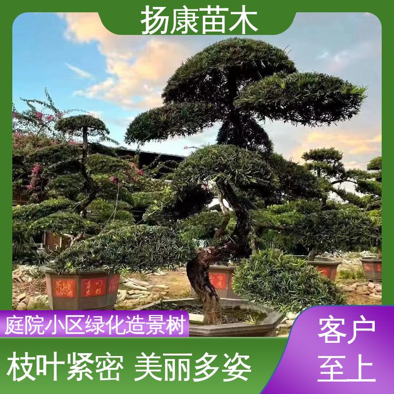 扬康苗木 18公分罗汉公 城市景观绿化树 枝叶紧密 美丽多姿