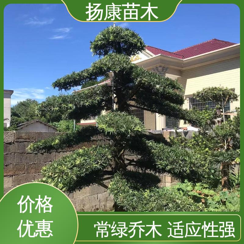扬康苗木 基地供应 浙 江罗山松 绿化工程行道树 高成活率 规格齐全