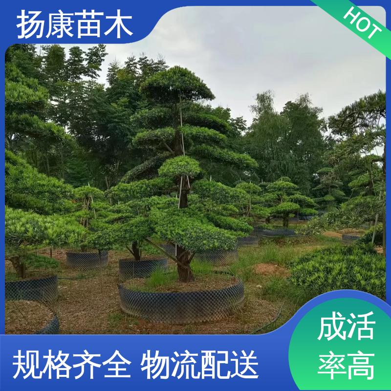 扬康苗木 基地供应 精品罗汉松 庭院别墅标配 枝叶紧密 美丽多姿