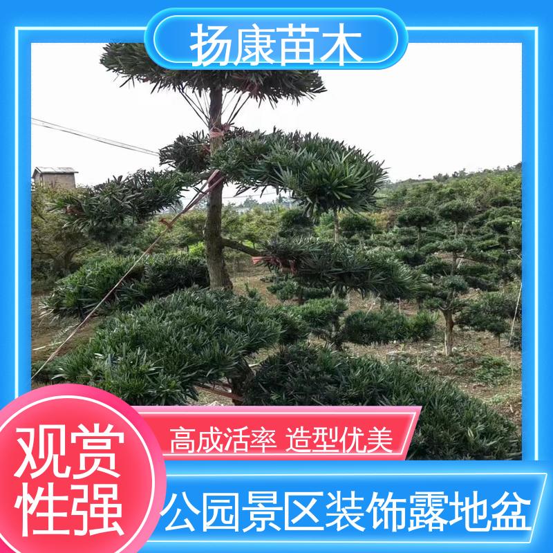 扬康苗木 基地供应 20公分罗汉松 优质绿植 规格齐全