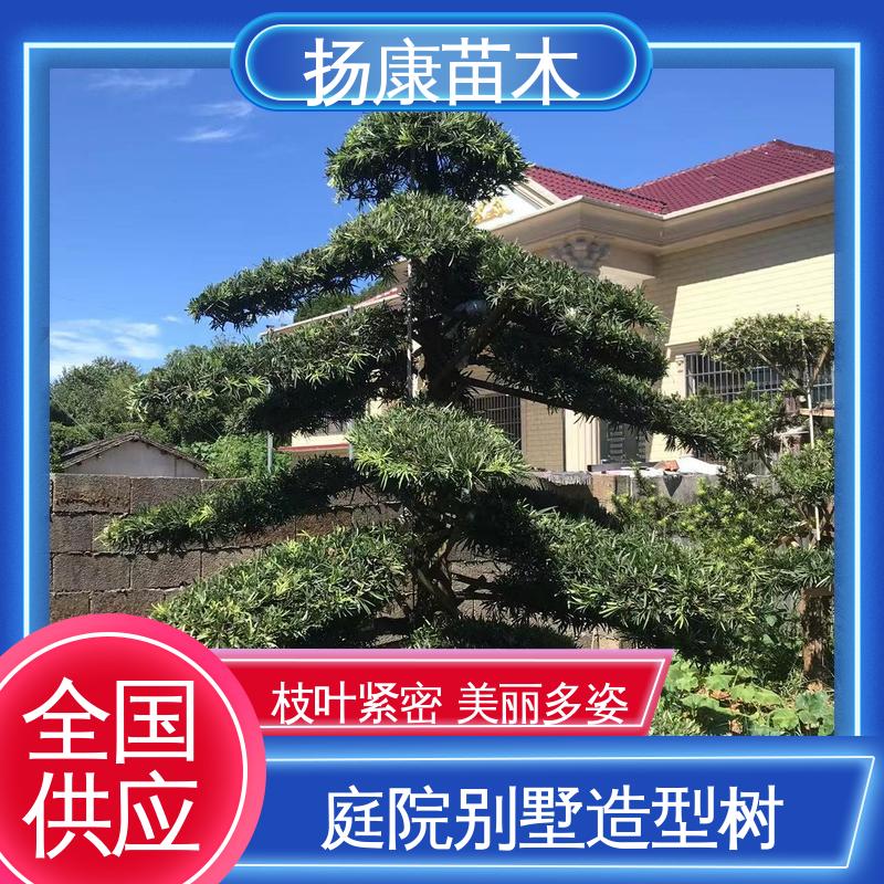 扬康苗木 基地供应 浙 江罗山松 庭院别墅标配 高成活率 规格齐全