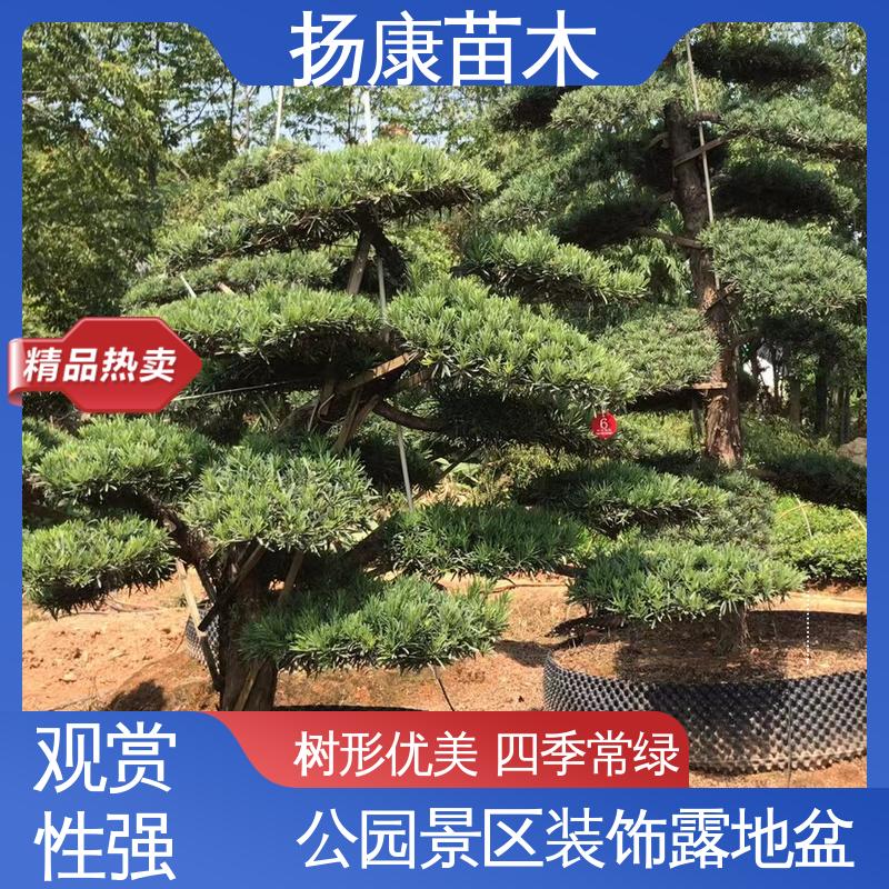 扬康苗木 16公分罗汉松 庭院小区绿化造景树 枝叶紧密 美丽多姿