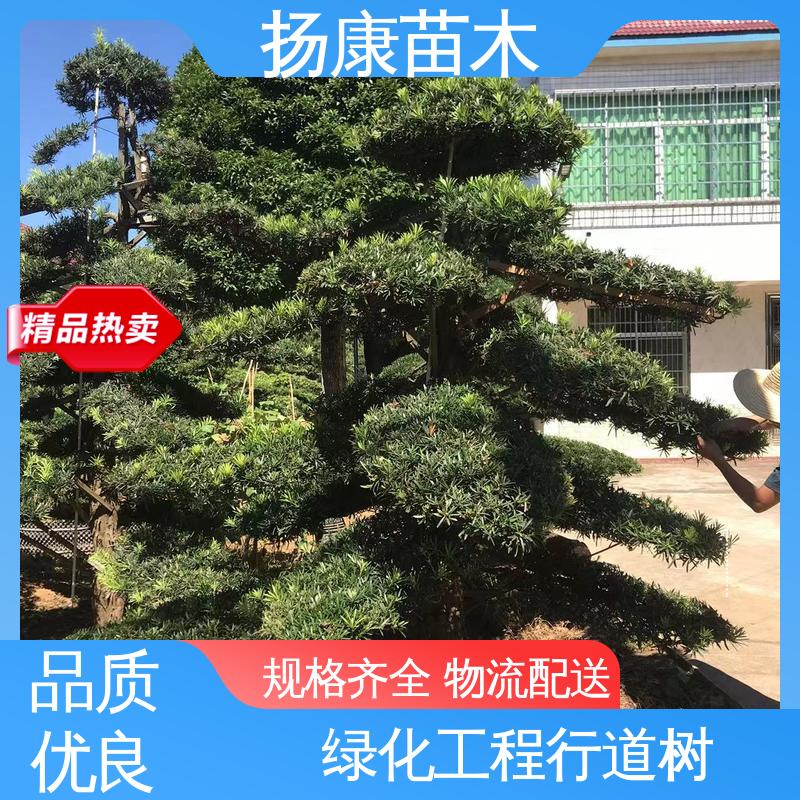 扬康苗木 25公分罗汉松 道路绿化色块苗 树形优美 四季常绿