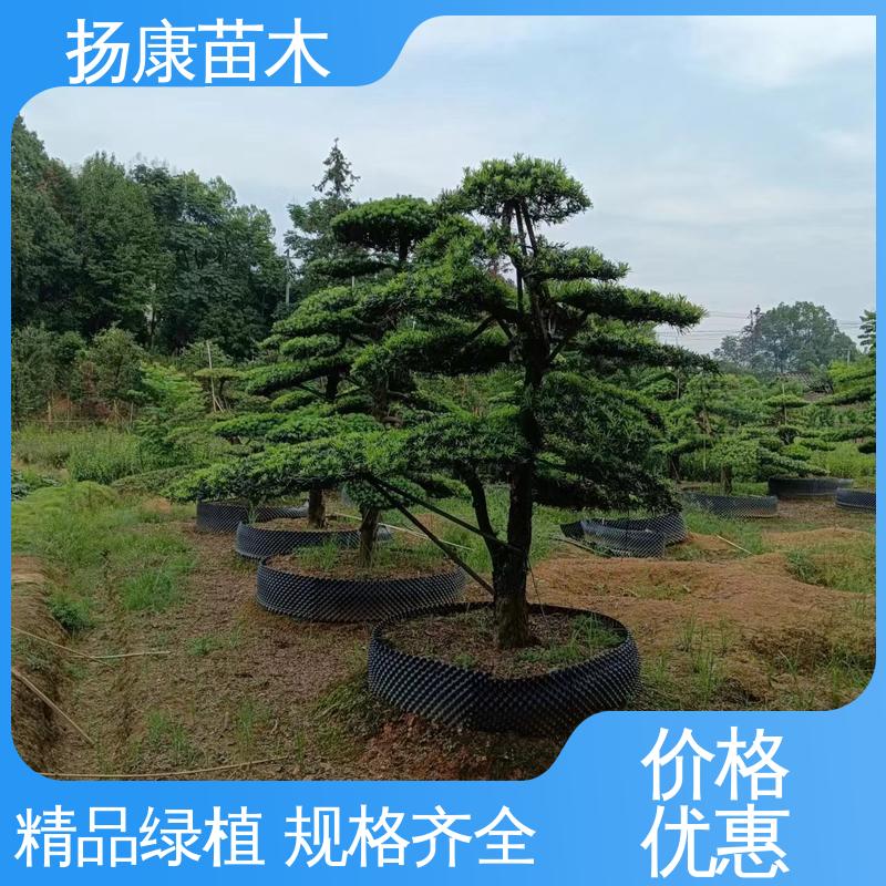 扬康苗木 基地供应 斜票风罗松 城市景观绿化树 观赏价值高