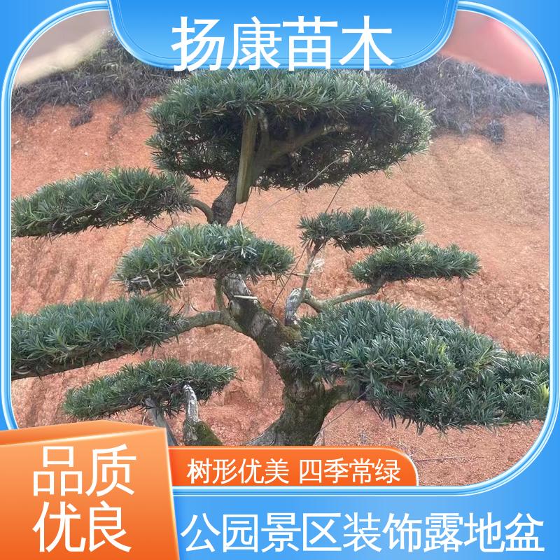 扬康苗木 基地供应 30公分罗汉松 庭院别墅造景树 观赏价值高