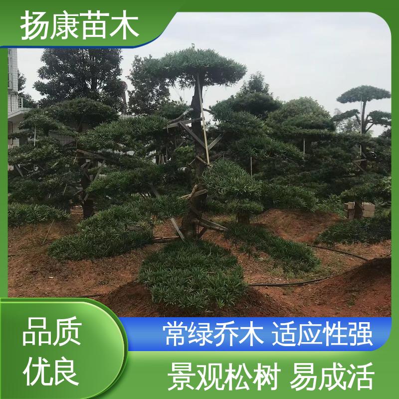 扬康苗木 18公分罗汉公 城市景观绿化树 造型优美 易成活