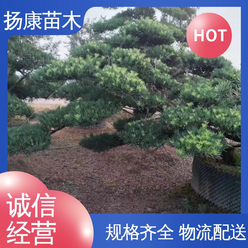 扬康苗木 基地供应 斜票风罗松 公园景区装饰露地盆栽 高端大气镇宅