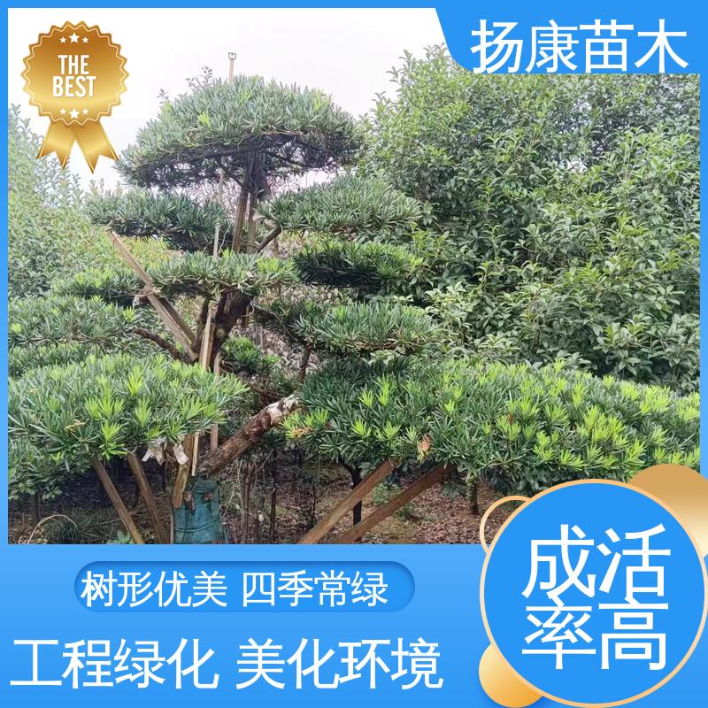 扬康苗木 基地供应 湖 南罗汉松 常绿乔木 适应性强