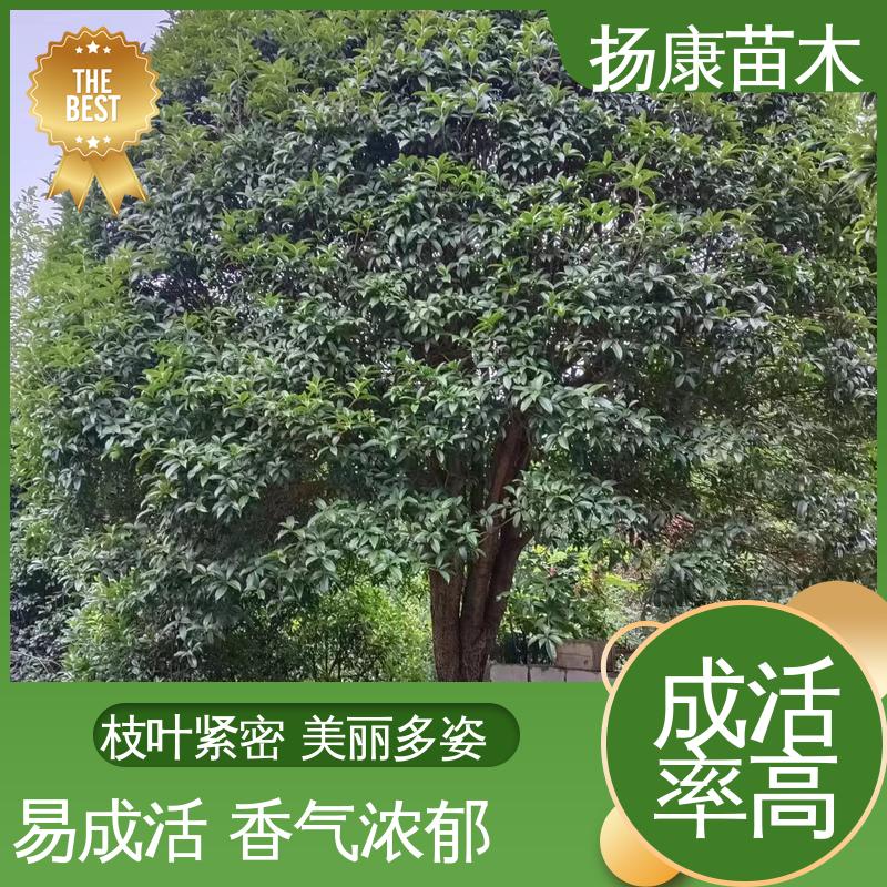 扬康苗木 基地供应 四季桂 月月桂 园林绿化工程设计 高端大气美观