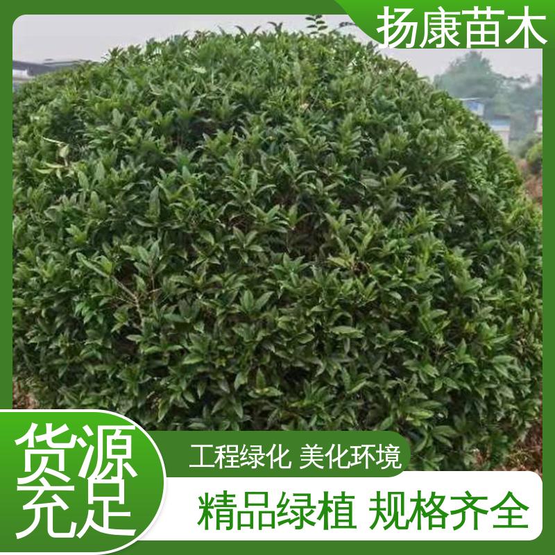 扬康苗木 基地供应 18公分精品木花树 城市景观绿化树 观赏价值高