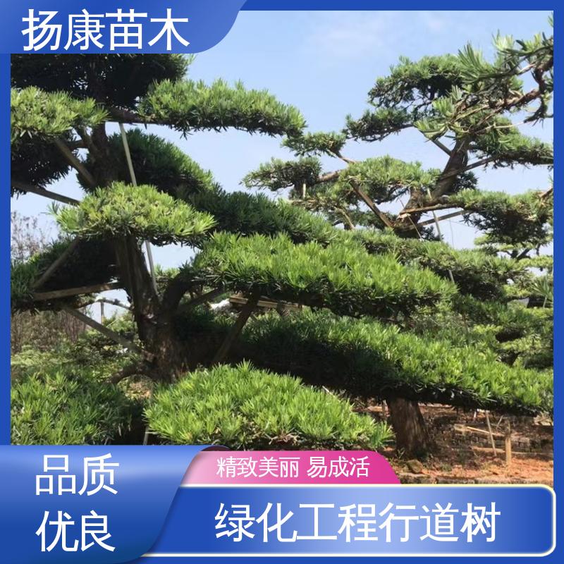 扬康苗木 基地供应 进口罗汉松 造型优美 易成活