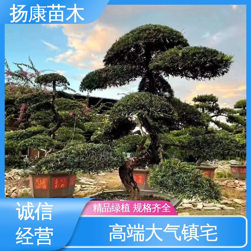 扬康苗木 12公分罗汉松 园林庭院造景植物 树形优美 四季常绿