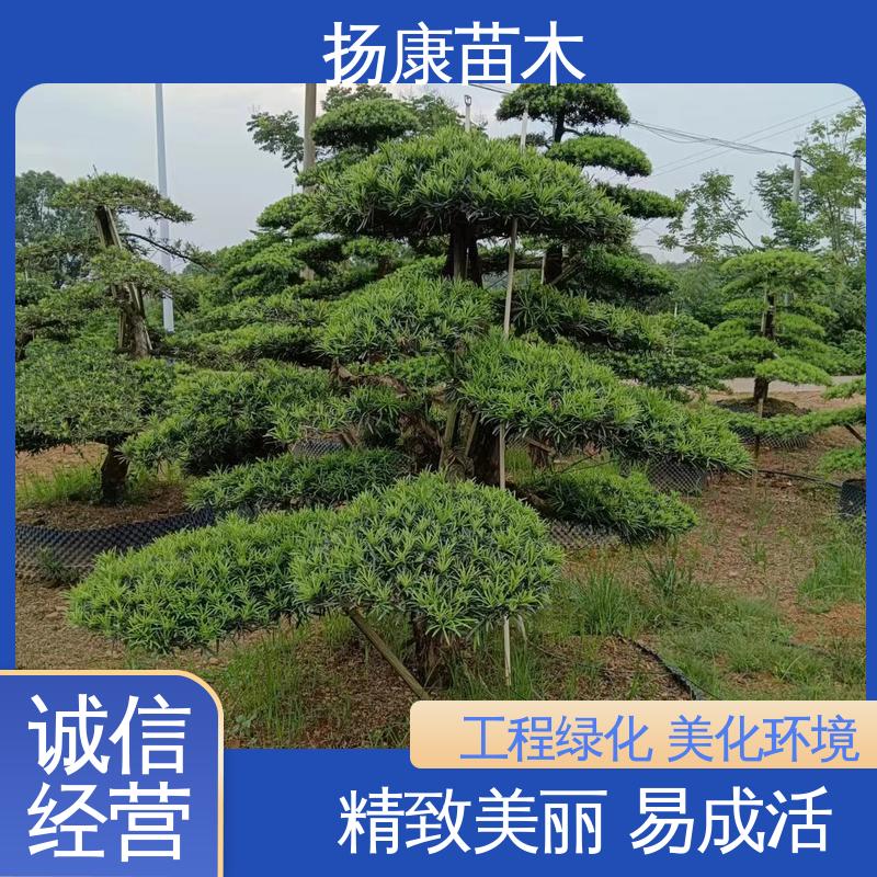 扬康苗木 基地供应 进口罗汉松 城市景观绿化树 枝叶紧密 美丽多姿