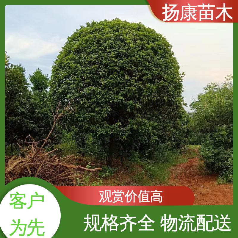 扬康苗木 22公分桂花 绿化工程专用苗 观赏价值高