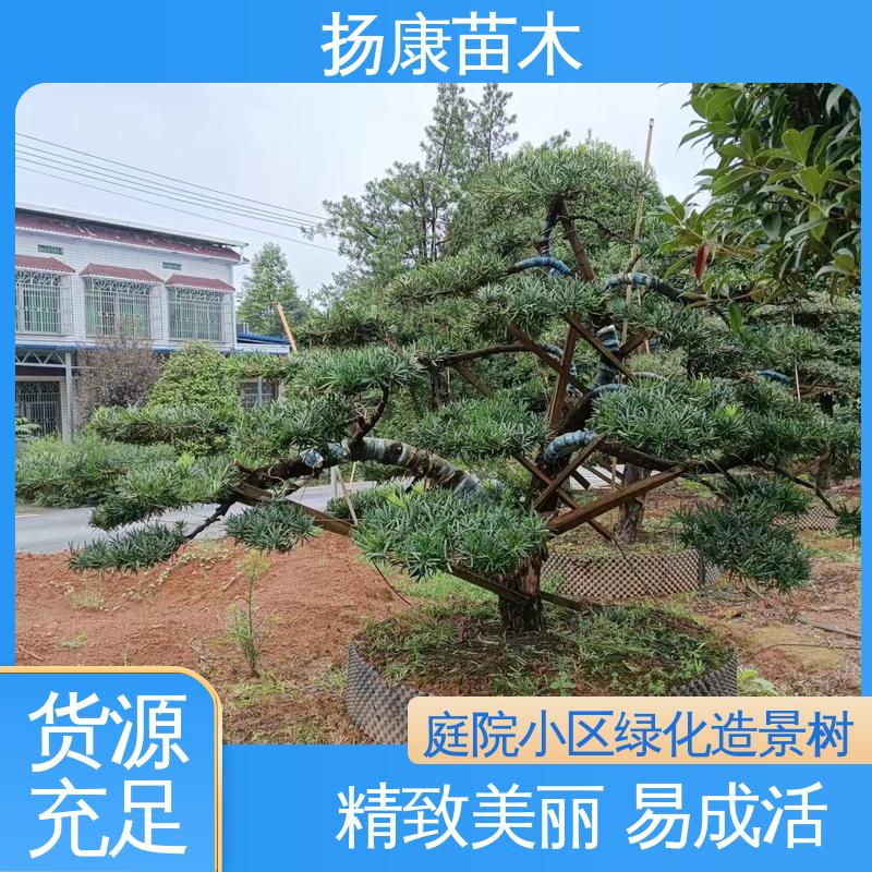 扬康苗木 斜票风罗松 道路绿化色块苗 优质绿植 规格齐全