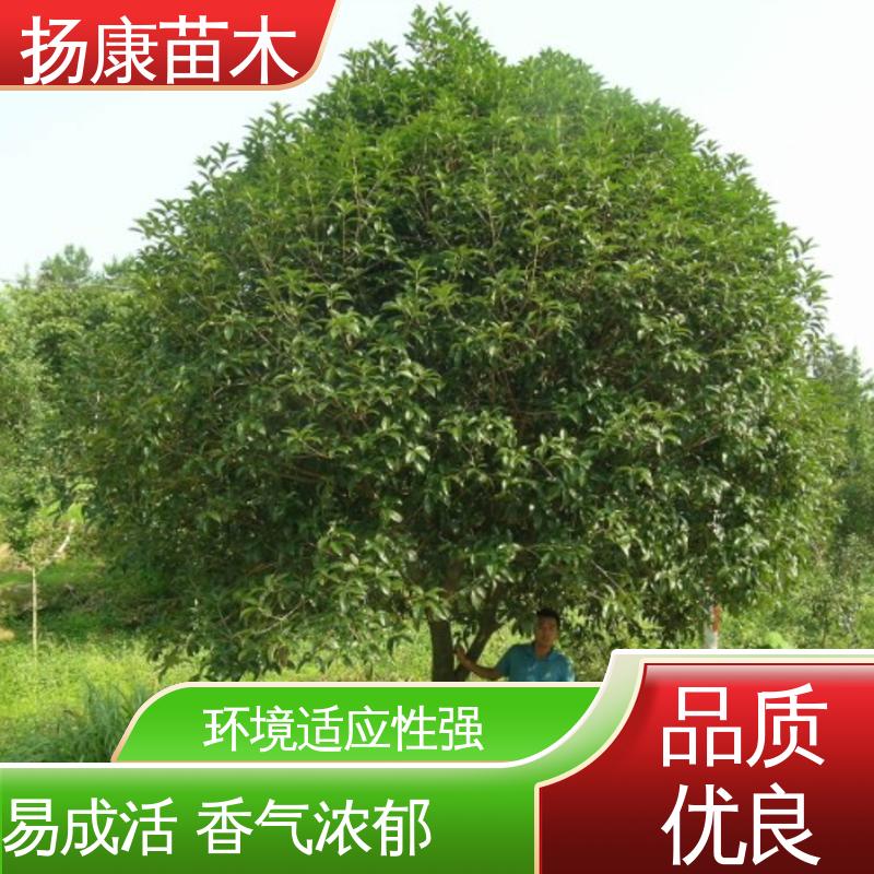 扬康苗木 四 川桂花 园林绿化专用树 观赏价值高