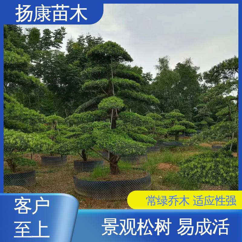 扬康苗木 基地供应 20公分罗汉松 道路绿化色块苗 枝叶紧密 美丽多姿