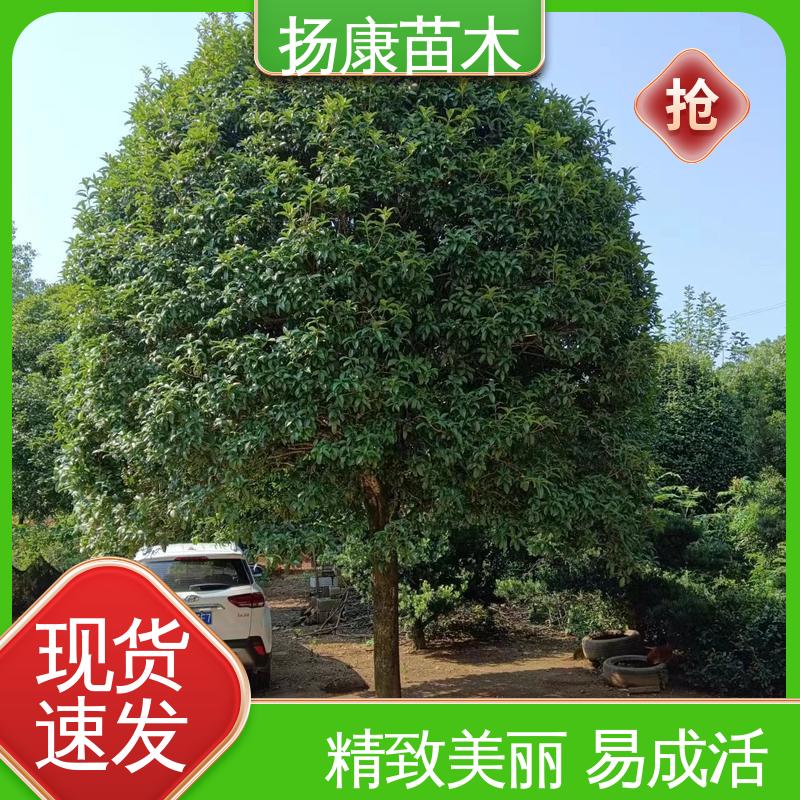 扬康苗木 18公分桂花 绿化工程专用苗 树形优美 成活率高