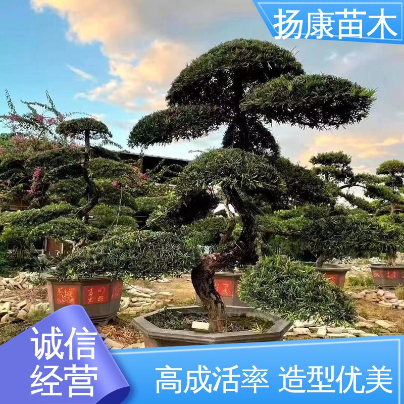 扬康苗木 四 川罗汉松 庭院别墅景观树 常绿乔木 适应性强