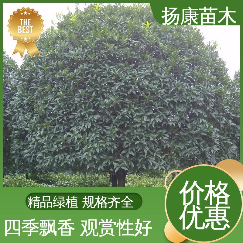 扬康苗木 基地供应 201公分精品棍树 园林绿化专用树 观赏价值高