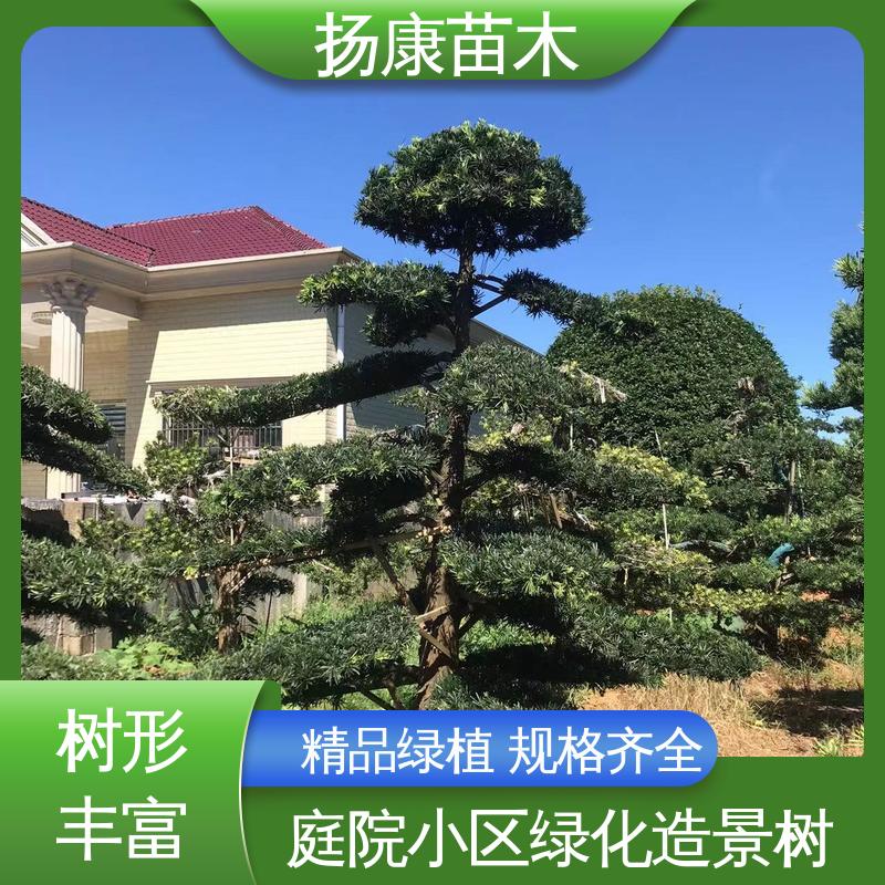 扬康苗木 斜票风罗松 道路绿化色块苗 树形优美 四季常绿