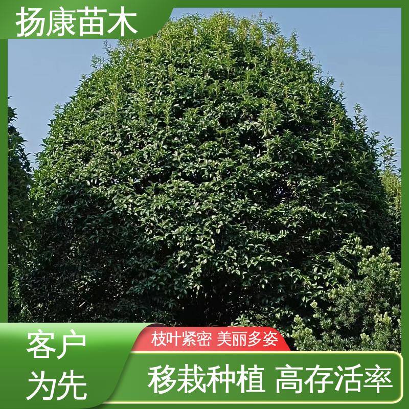 扬康苗木 基地供应 18公分丹桂 绿化工程行道树 优质绿植 规格齐全