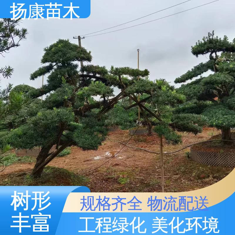 扬康苗木 四 川罗汉松 庭院别墅造景树 高成活率 规格齐全