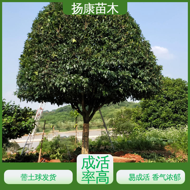 扬康苗木 基地供应 四 川桂花 庭院别墅景观树 环境适应性强